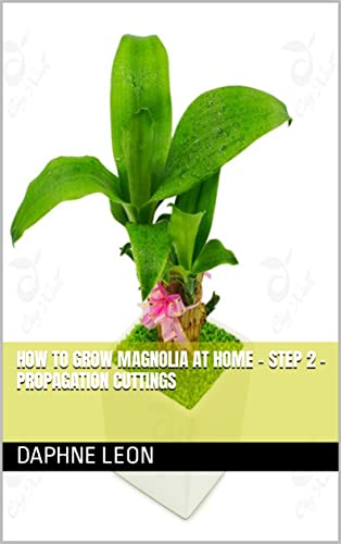 How to grow magnolia at home