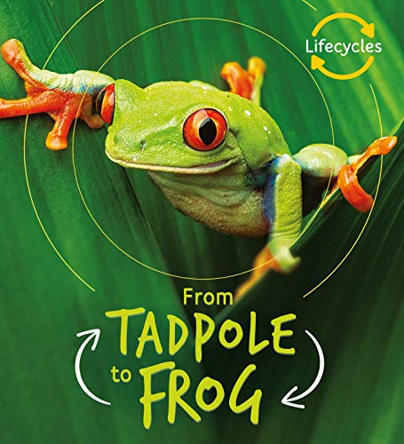 Lifecycles: Tadpole to Frog (English Edition)